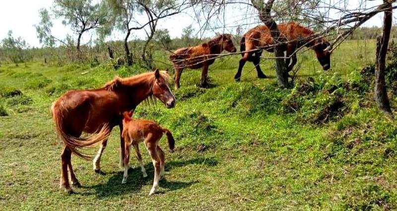 Feral horses at the park