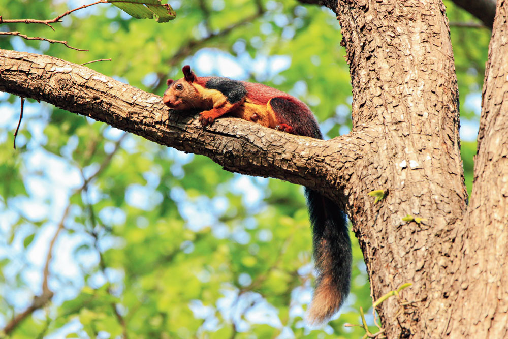 Giant squirrel at the park