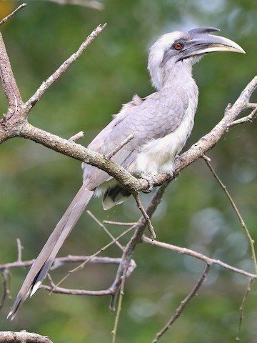 Grey hornbill in the park