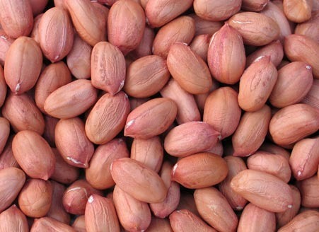 groundnut