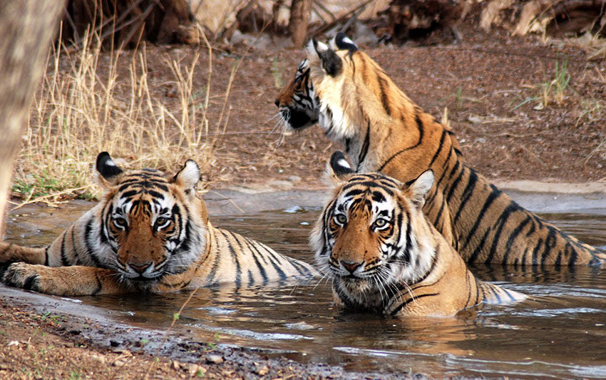 Tigers are resting in the river