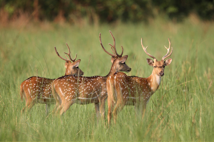 Fauna in Jim Corbett