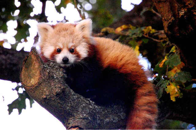 Fauna at Kanchenjunga