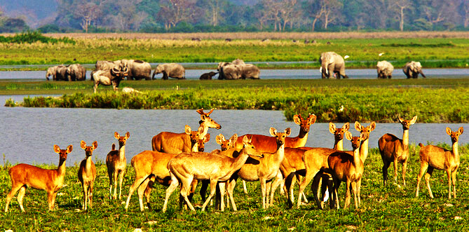 Deer and Elephants enjoying sunbath