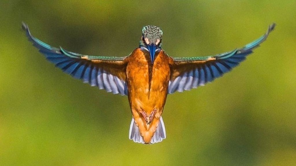 Beautiful Kingfisher