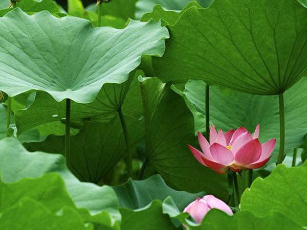 Leaves of Lotus Plant