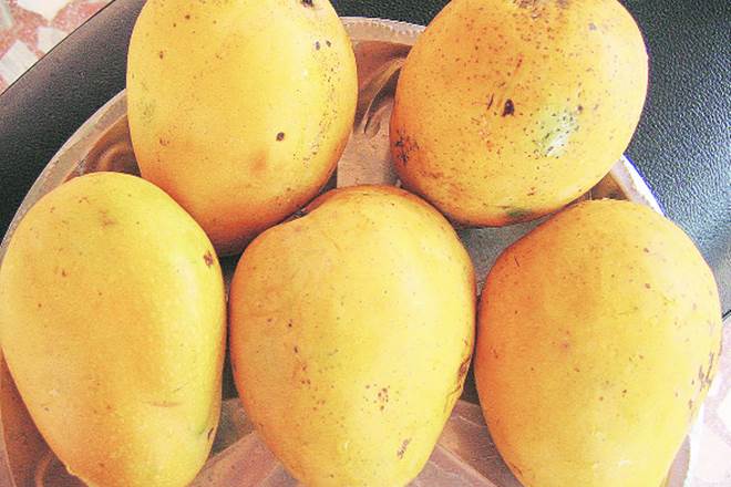 Mangoes National fruit of India
