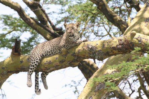 Mount Abu wildlife sanctuary