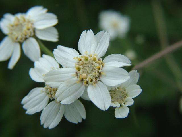 Flora at the National Park