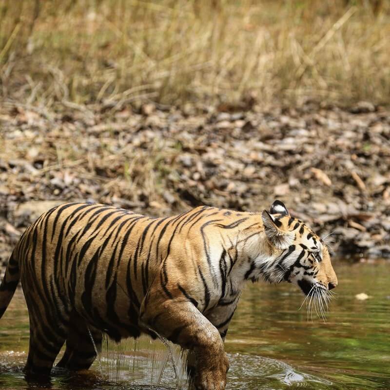 Nilgiri Biosphere Reserve