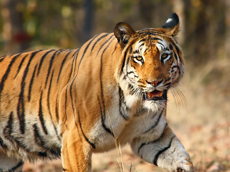 Tigers at Nilgiri Biosphere Reserve