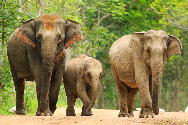 Majestic Elephants at Nilgiri Biosphere Reserve