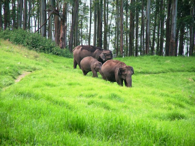 Fauna in Nilgiris Biosphere reserve