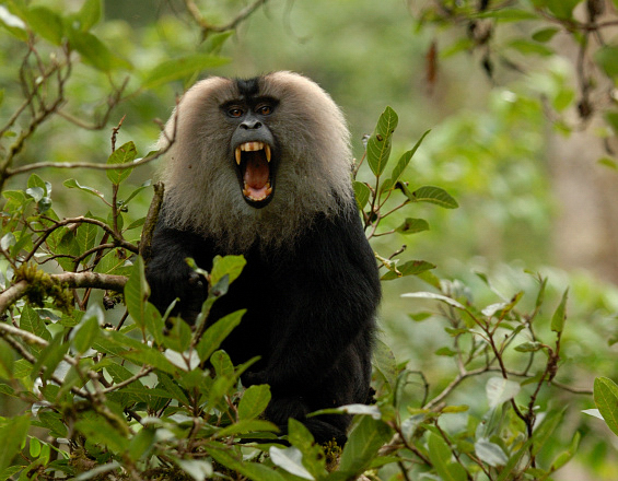 Lion Tailed Macaque