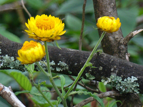 Flora at Nilgiri Biosphere Reserve