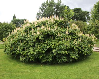 Parviflora in the park