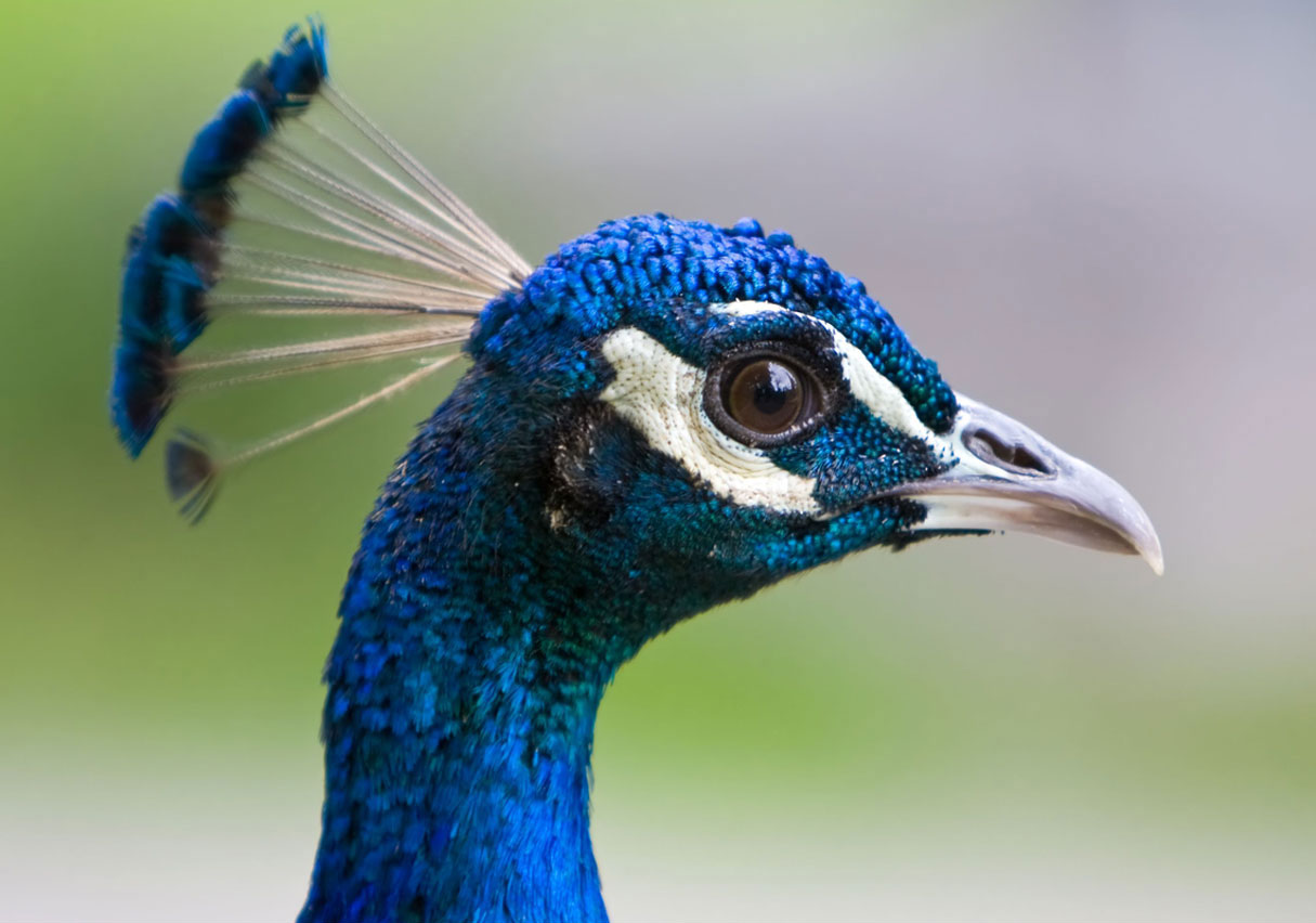 Indian peacock face