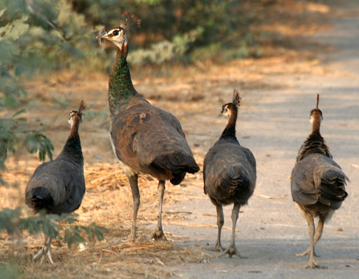 Peahen