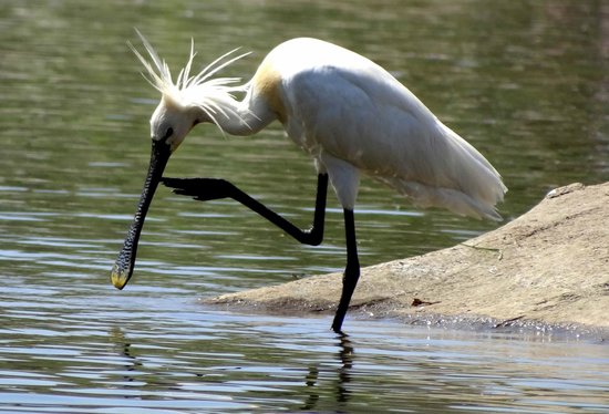 Ranganathittu bird sanctuary