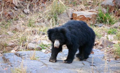 Sloth bear in the park