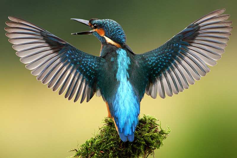 Beautiful Birds in Goa Sanctuary