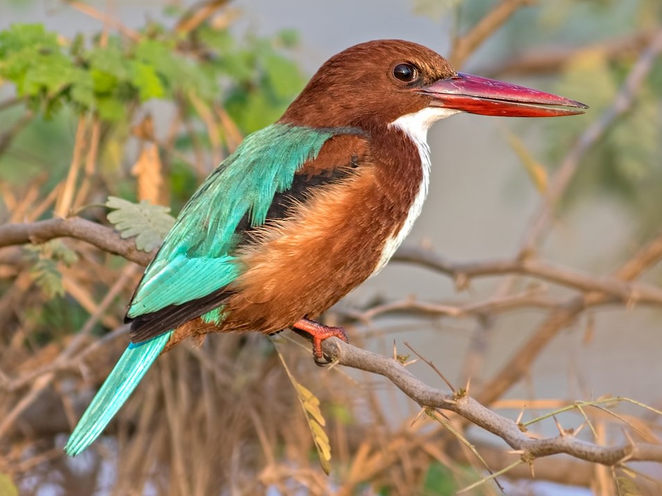 White throated Kingfisher in Sariska National Park