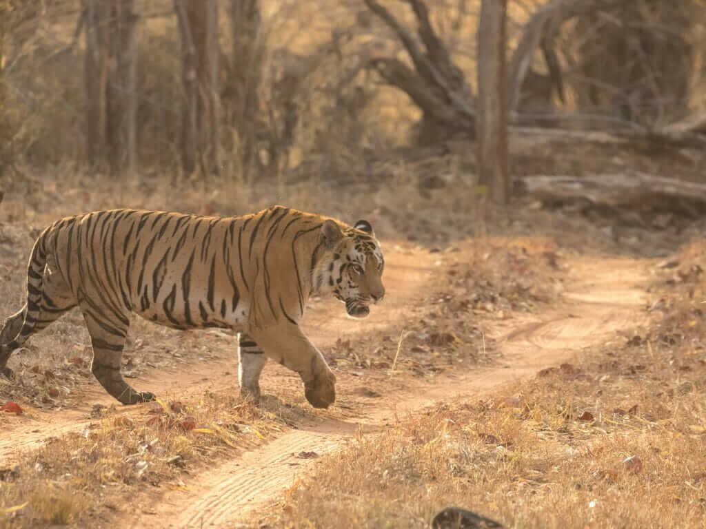 Tiger in Satpura tiger reserve