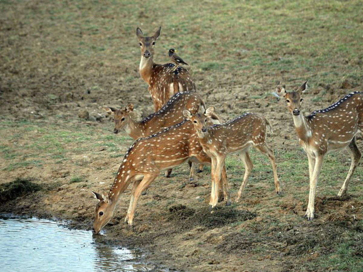 Deer drinking water in the park