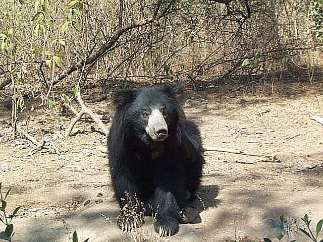 wild animals in the sanctuary