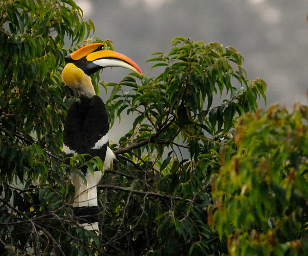 colorful birds in the sanctuary