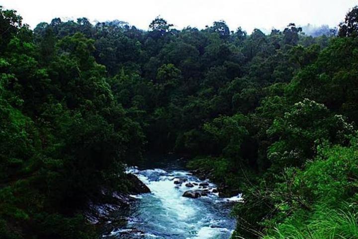 mesmerizing thick greenery all around