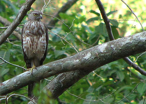 Someshwara wild life sanctuary