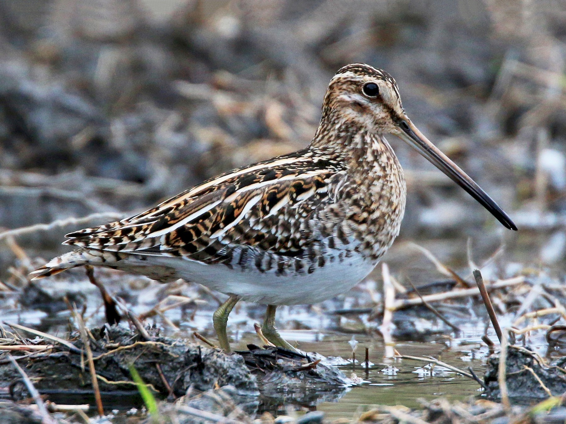 Common snipe bird in the park