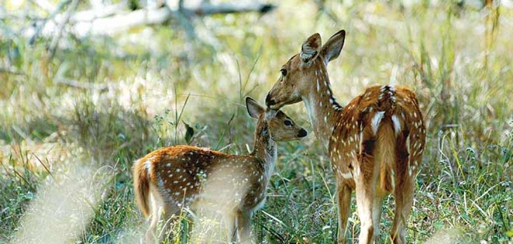 Deer playing in the park