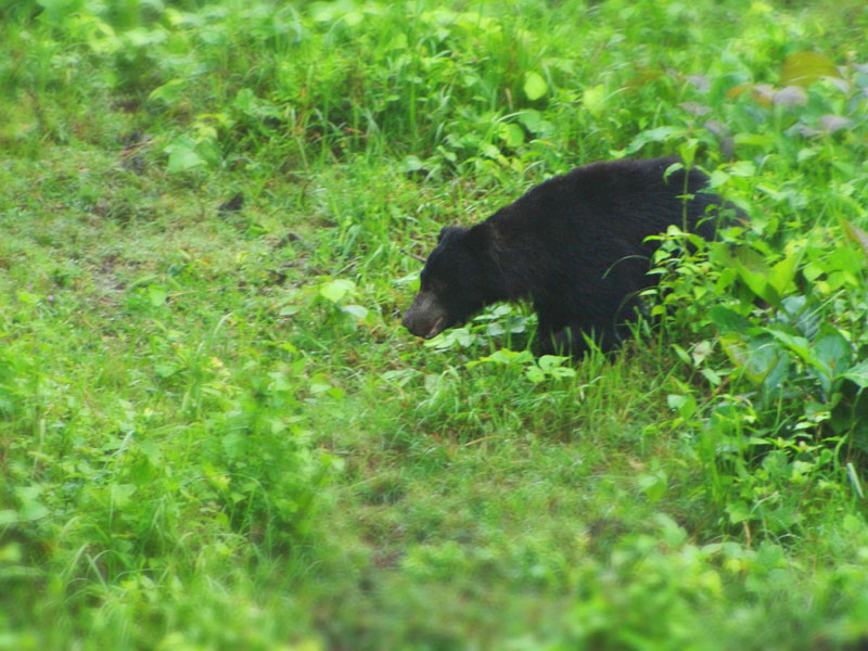 Sloth Bear in the park