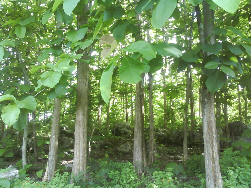 Teak tree in the park