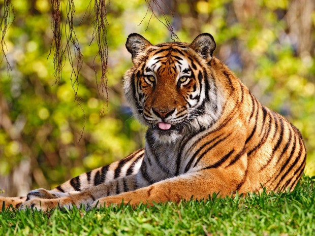 Relaxing Tiger