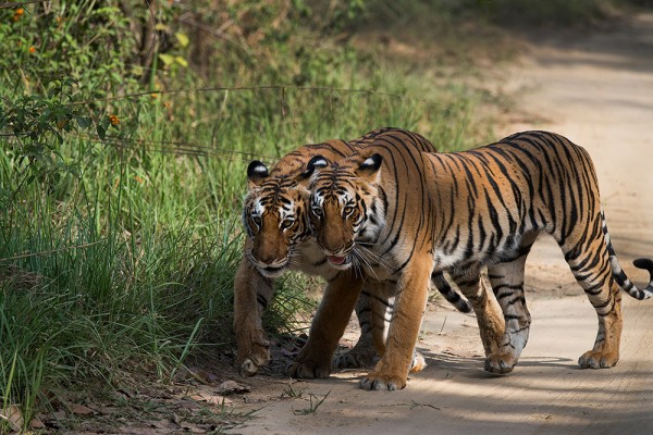 Tigers enjoying in Jim Corbett