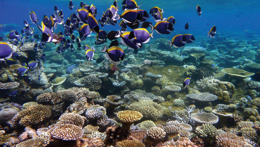 Underwater life in Andaman beaches