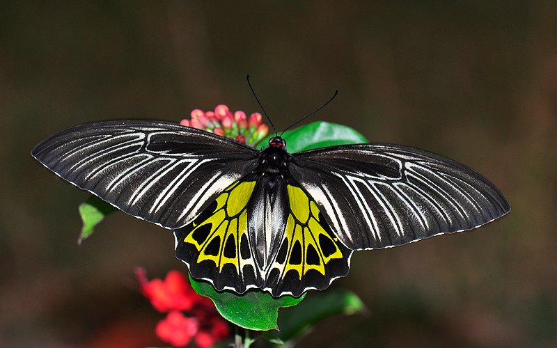 Beautiful butterfly in Ghats